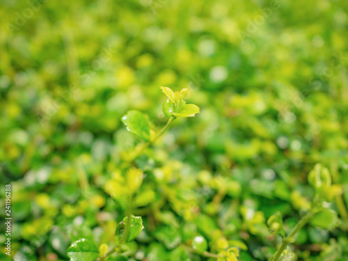 Close up Top of Green Leaf,Green nature Texture Wallpaper background
