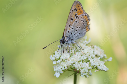 Wallpaper Mural butterfly wing nature Torontodigital.ca