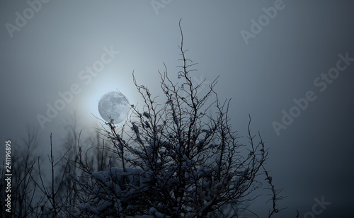 Full Moon in the winer forest on a cloudy sky. Black and white photo.