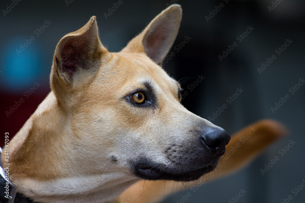 Dog sitting outside. Curious dog looking at something. Close-up of a young mix breed dog head outdoors in nature. Homeless mongrel dog waiting for a new owner.