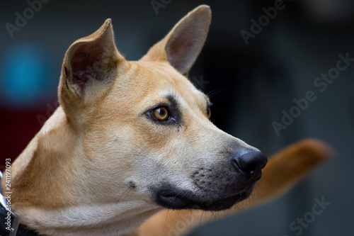 Dog sitting outside. Curious dog looking at something. Close-up of a young mix breed dog head outdoors in nature. Homeless mongrel dog waiting for a new owner. © Skyimages