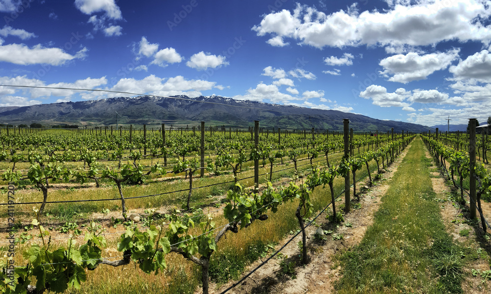 This is a Vineyard in Cromwell, New Zealand. New Zealand distinctive wine growing regions are spread around the country. Blue sky, white clouds and fresh air made this place beautiful and enjoyable.