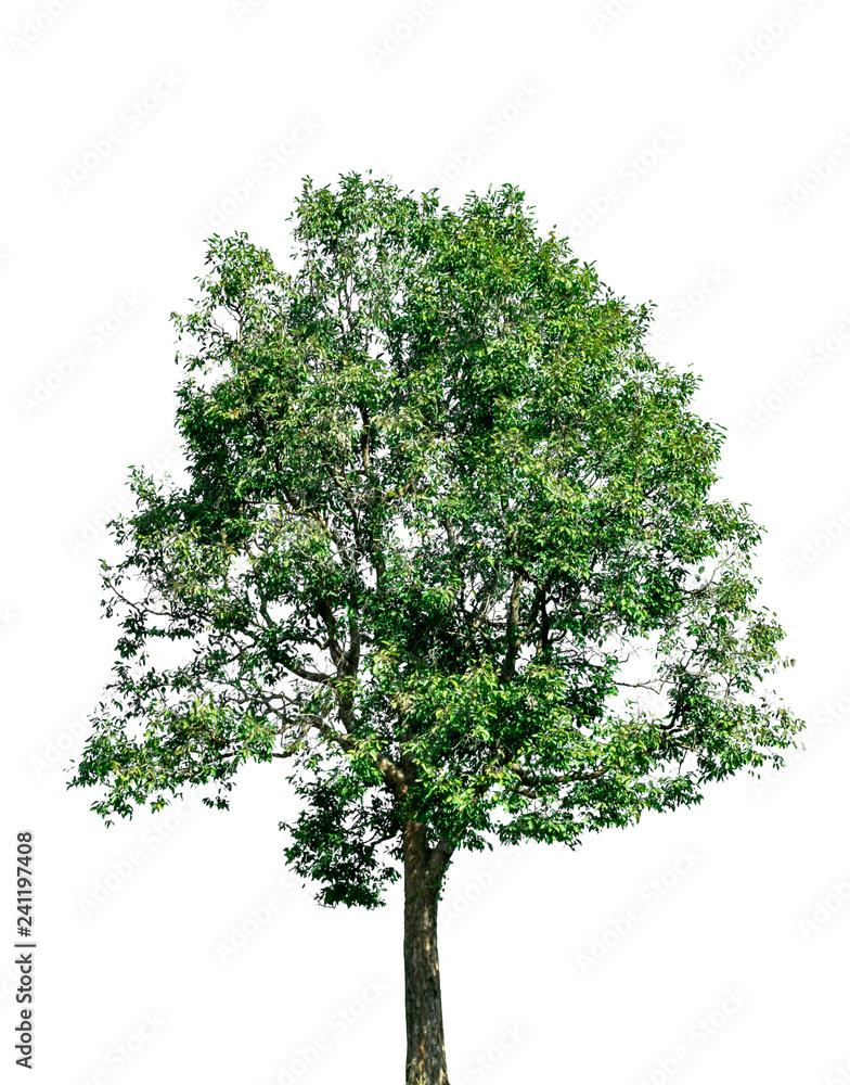 Obraz premium Isolated tree on white background