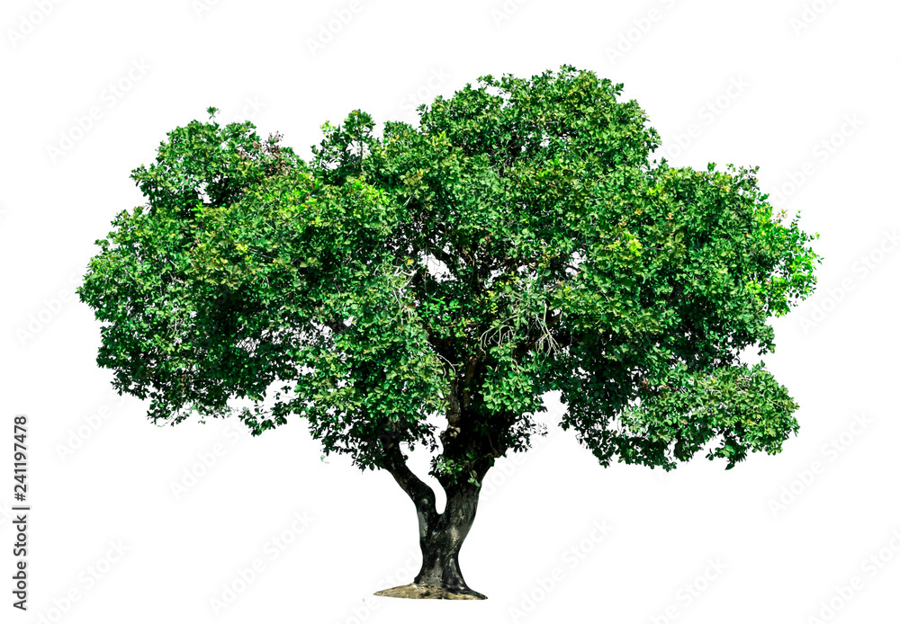 Isolated tree on white background Isolated tree on white background