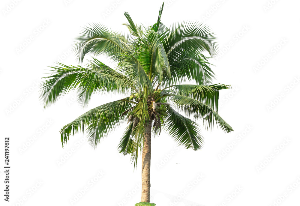 Naklejka premium Coconut tree isolated on white background