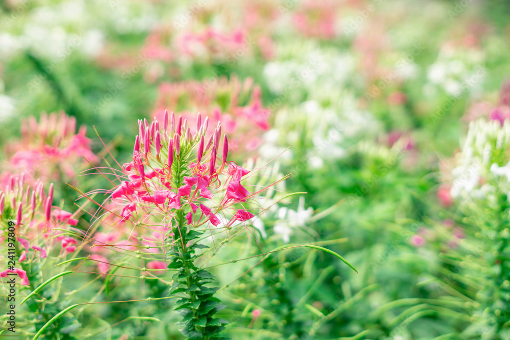 Spider flower or prickly spider-flower or pink queen Spider flower or prickly spider-flower or pink queen