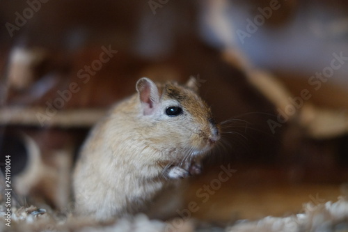 Gerbils are the cutest animals ever. They love to cuddle  play and sleep together. They cannot be separated. They make excellent pets.