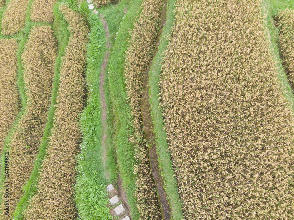 Vertical view of Rice Terraces with mature rice crop that is ready to ...
