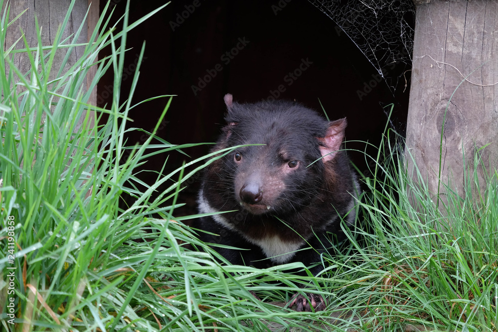 A small mammal looking out of its home. A small mammal looking out of its home.