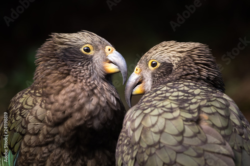 Endangered bird  Kea  is a protected species of parrot found in alpine regions of New Zealand