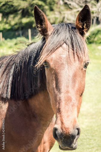 A horse portrait.