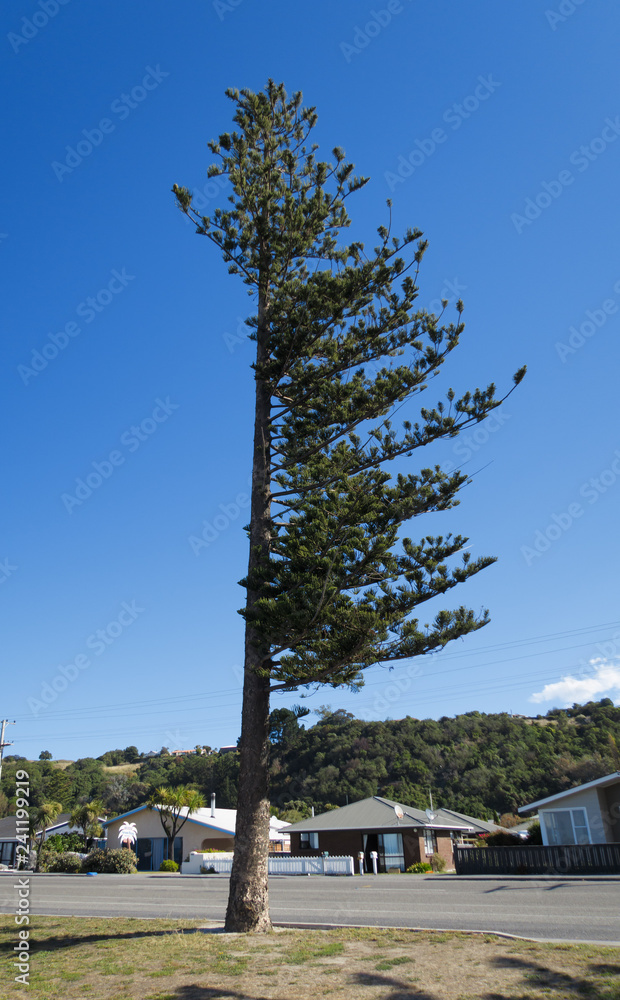 A strange tree that has branches and leaves grown on one side. It is likely to be caused by strong wind.