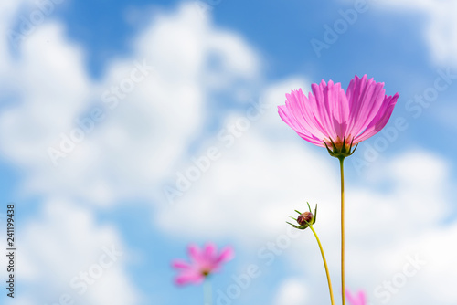 Pink Flowers Cosmos in the meadow  blue sky background.  soft and select focus