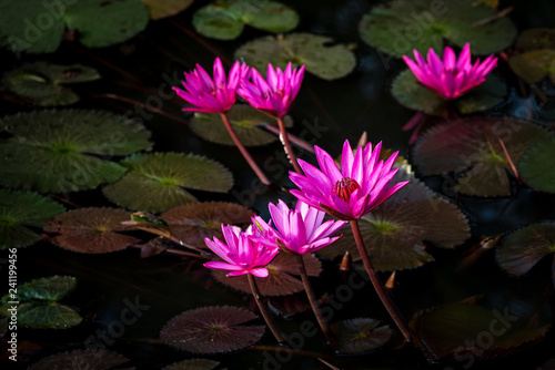 Pink lotus water lily floating on a lake.