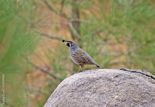 California Quail