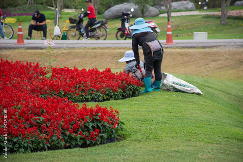 Gardener working and gardening at the garden in Singha Park at Chiangrai city in Chiang Rai, Thailand