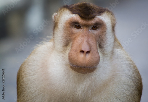 Macaques are familiar brown primates. This particular monkey is a big strong male. © Skyimages