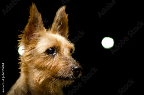 A portrait of Silky Terrier Dog against dark background. Bounce flash was used to create an even illuminated portrait and dark background. The dog has his ears point high and its adorable.
