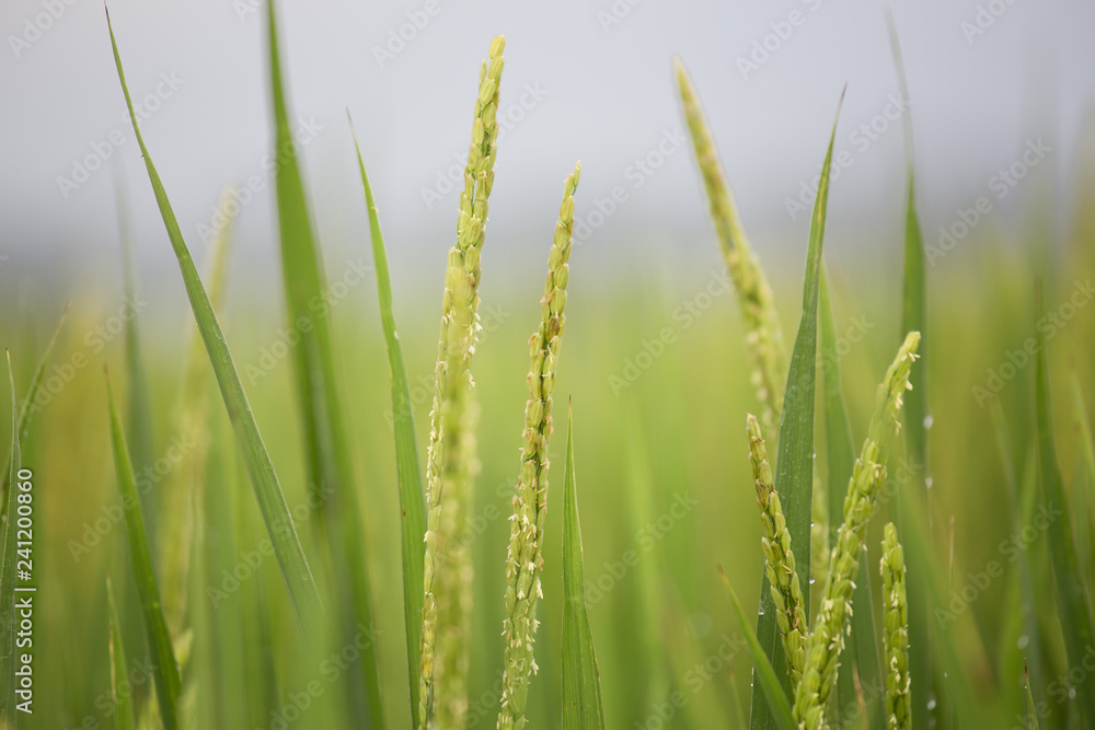 Fresh green leaves with water droplets in the morning. Lush green natural images. Soft natural background. Sunlight on grass field. Macro shot of grass leaves. Foliage and fresh image.