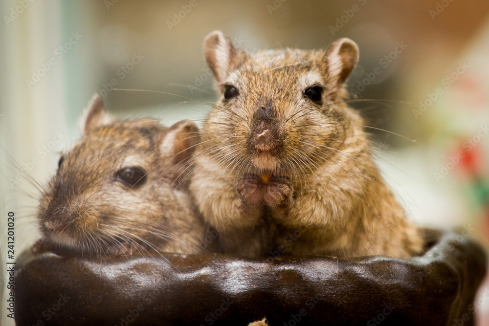 Cute adorable gerbils hamsters mice sitting in a bowl Cute adorable gerbils hamsters mice sitting in a bowl