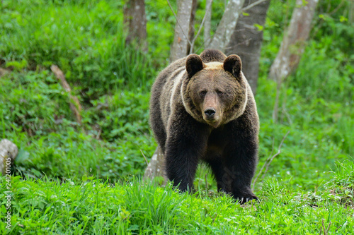 Brown bear   Ursus arctos. Bieszczady Mountains. Poland