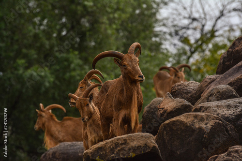 Barbary Sheep On Rocks photo