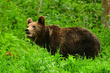 Brown bear / Ursus arctos. Bieszczady Mountains. Poland