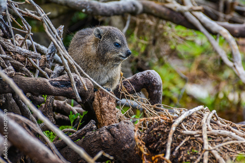 Tree Hyrax Far