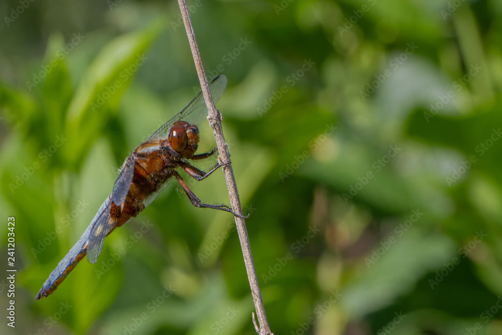 Libellen Dragonflys Damselfys Libellen Dragonflys Damselfys