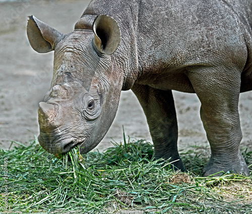African rhinoceros. Latin name - Diceros bicornis