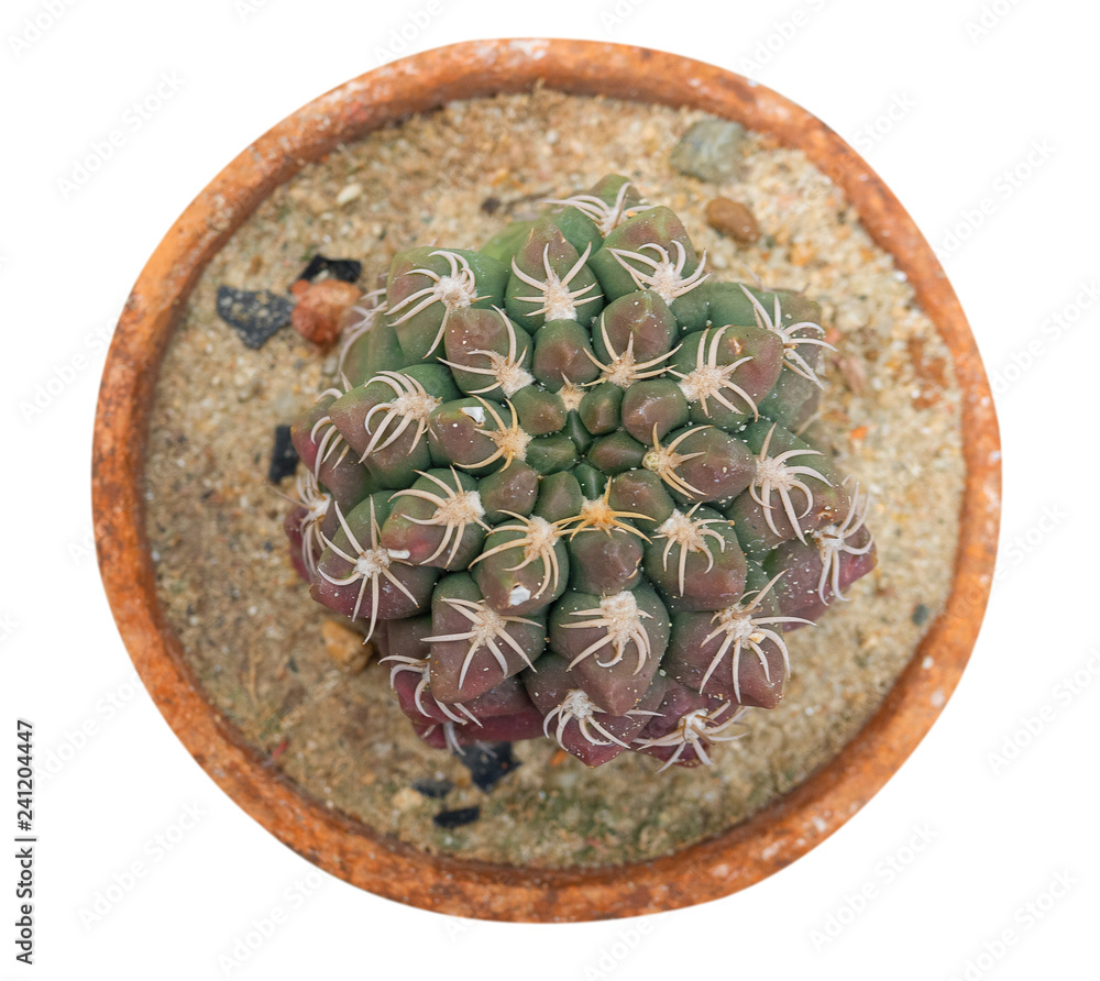 Gymnocalycium Denudatum cactus. Gymnocalycium Denudatum cactus.
