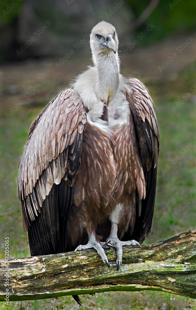 Eurasian griffon. Latin name - Gyps fulvus Eurasian griffon. Latin name - Gyps fulvus
