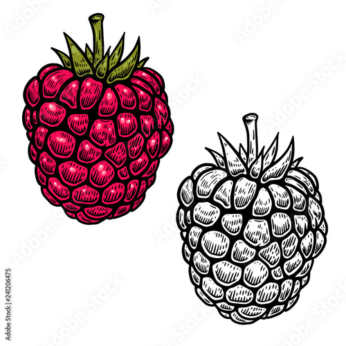 raspberry illustration in engraving style on white background. For logo, label, sign, poster, card.