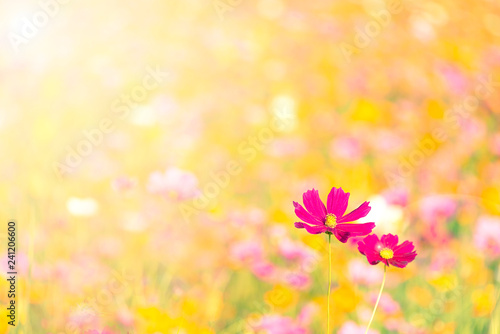 Orange, White and Purple cosmos flowers in the garden with sunset background in pastel retro vintage style.