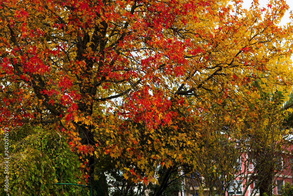 Naklejka premium trees with red and yellow leaves, autumnal landscape
