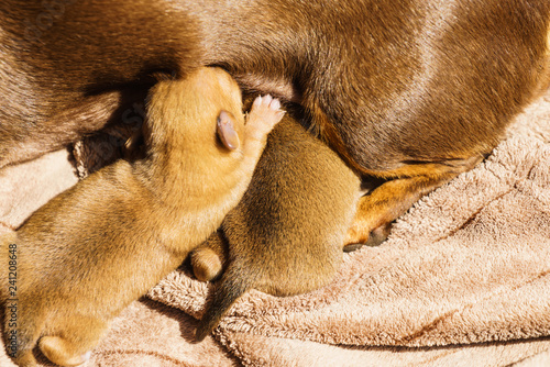 Little dachshund mom feeding puppies newborns © Voyagerix