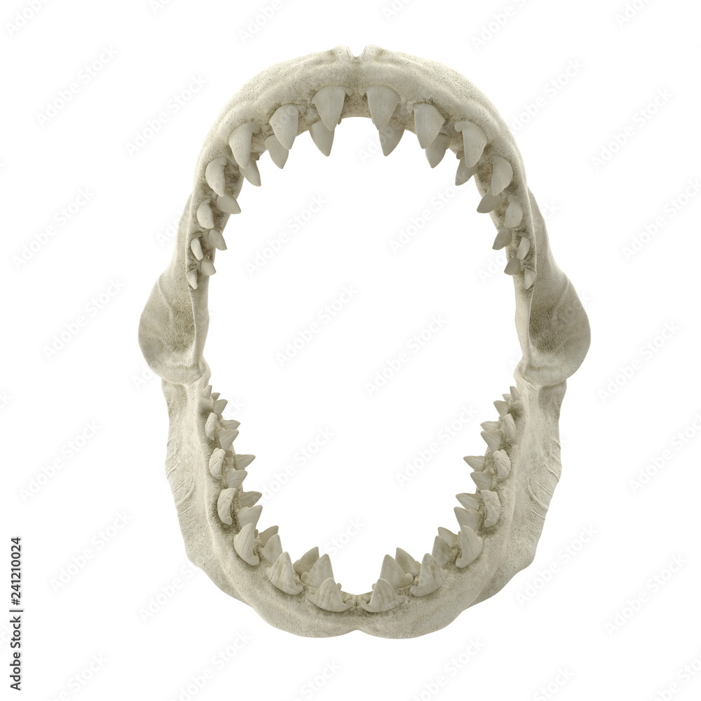 Naklejka premium Great White Shark Jaw Bone 3D Illustration Isolated On White Background