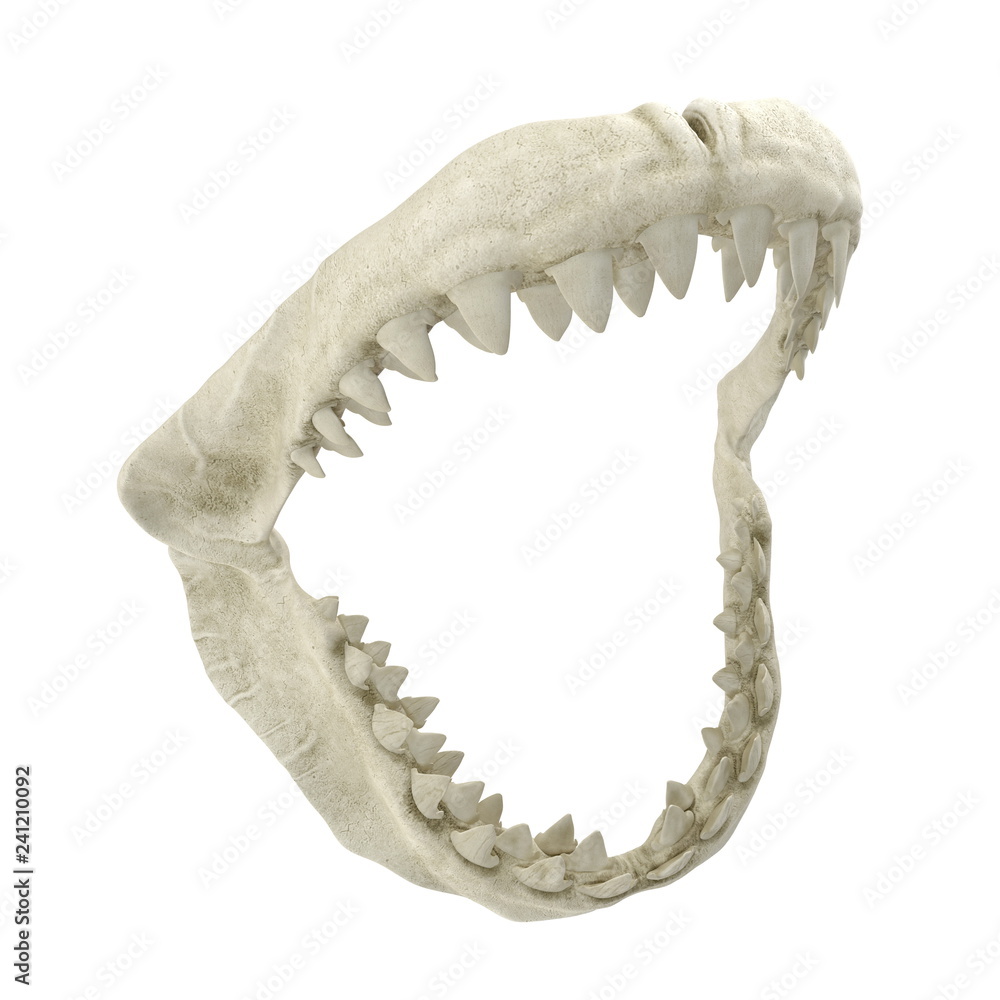 Great White Shark Jaw Bone 3D Illustration Isolated On White Background  Stock Illustration