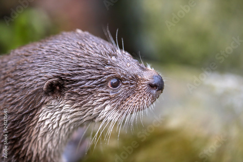 Eurasian otter, Lutra lutra, head shot of wet otter