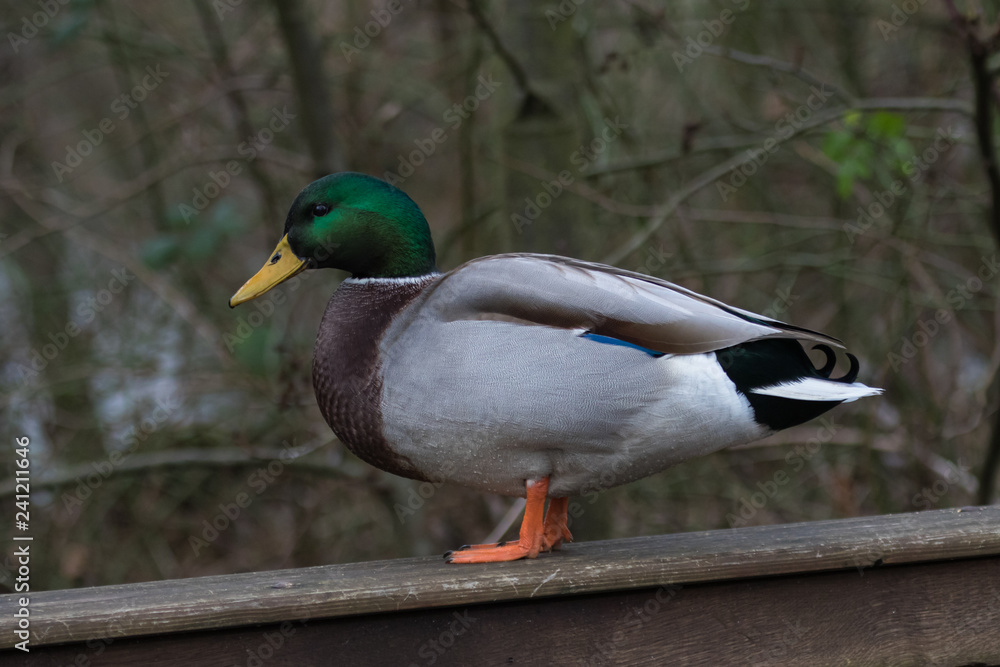 Obraz premium Stockente