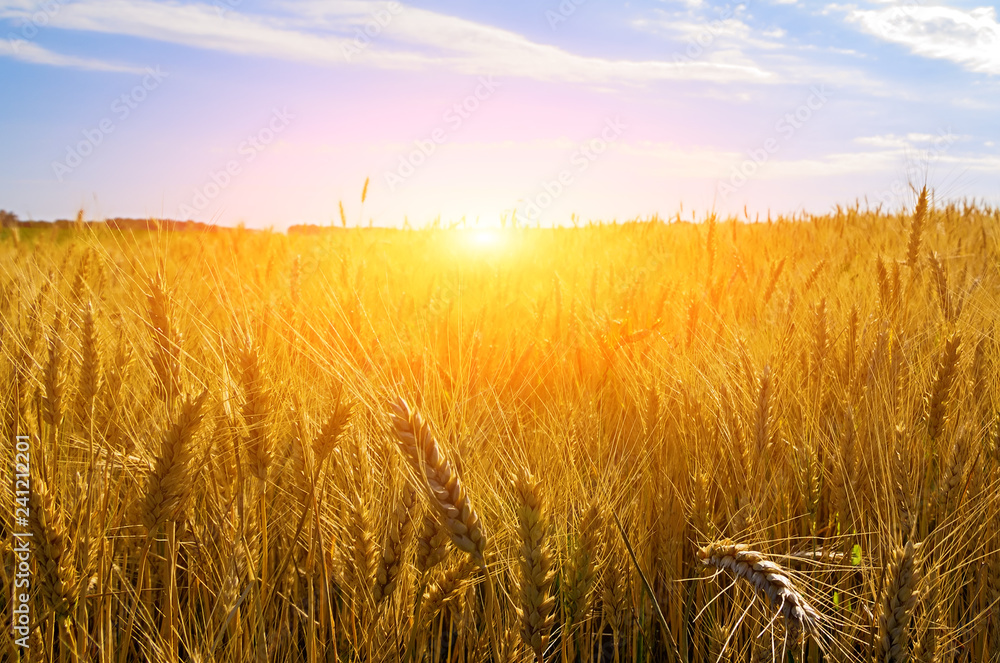 Naklejka premium Sunset Wheat field