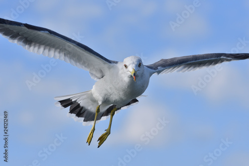 Seagull