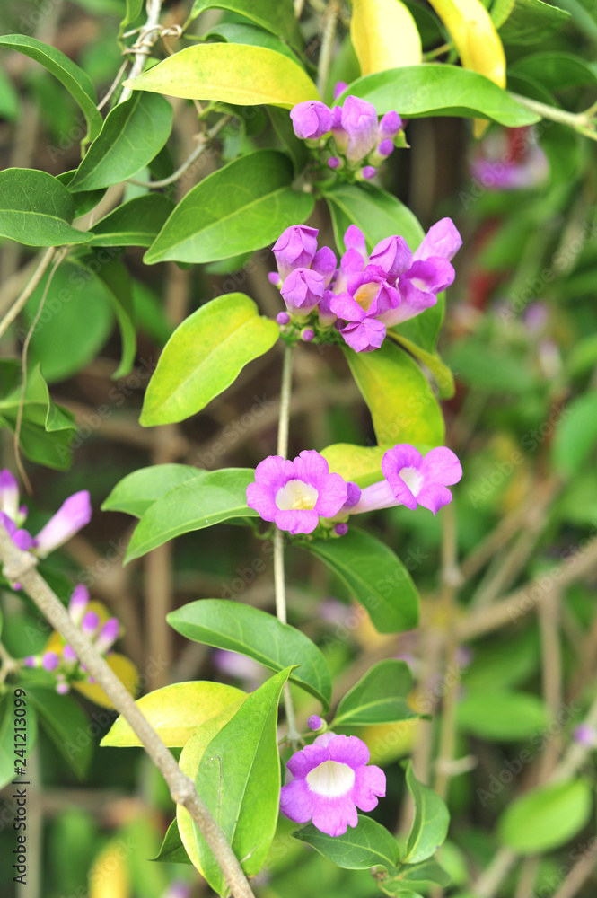 Garlic vine violet flower selective focus point Garlic vine violet flower selective focus point