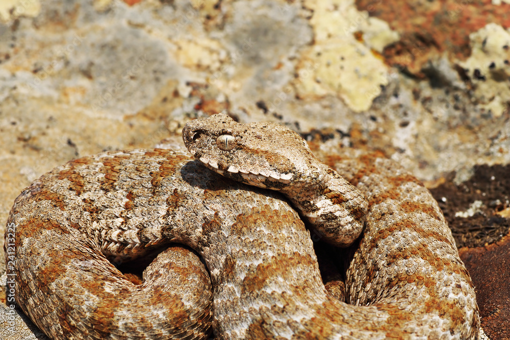 beautiful Milos viper closeup beautiful Milos viper closeup