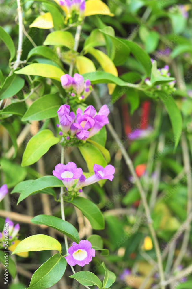 Garlic vine violet flower selective focus point Garlic vine violet flower selective focus point