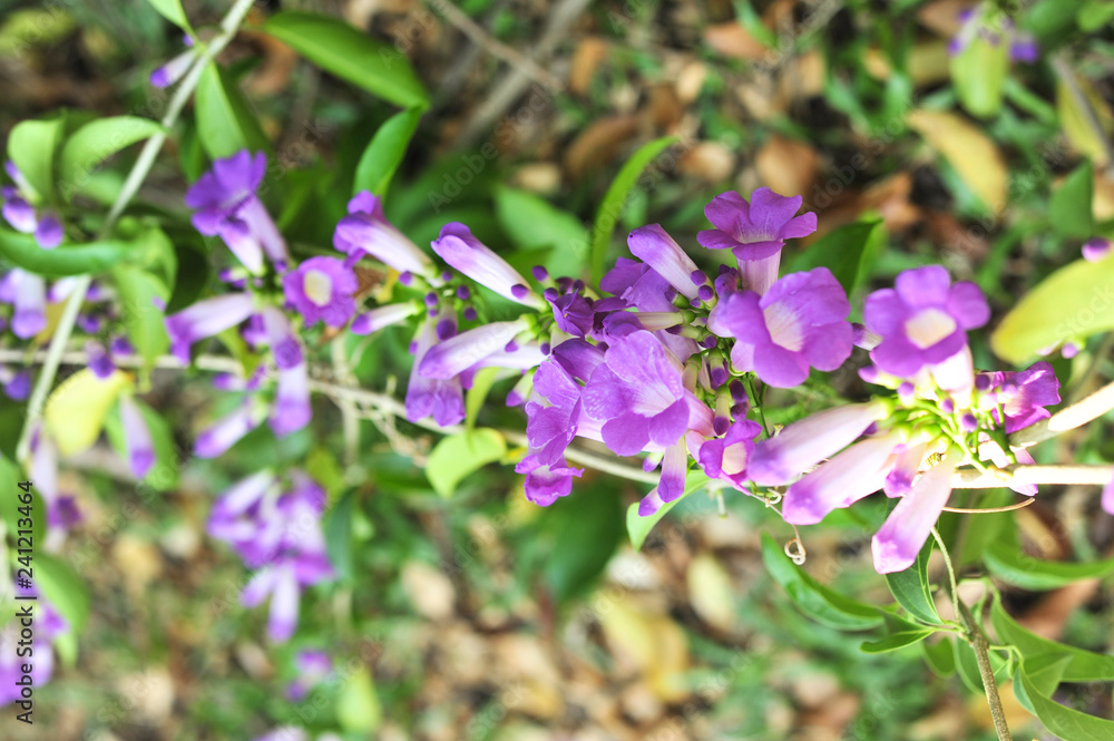 Garlic vine violet flower selective focus point Garlic vine violet flower selective focus point