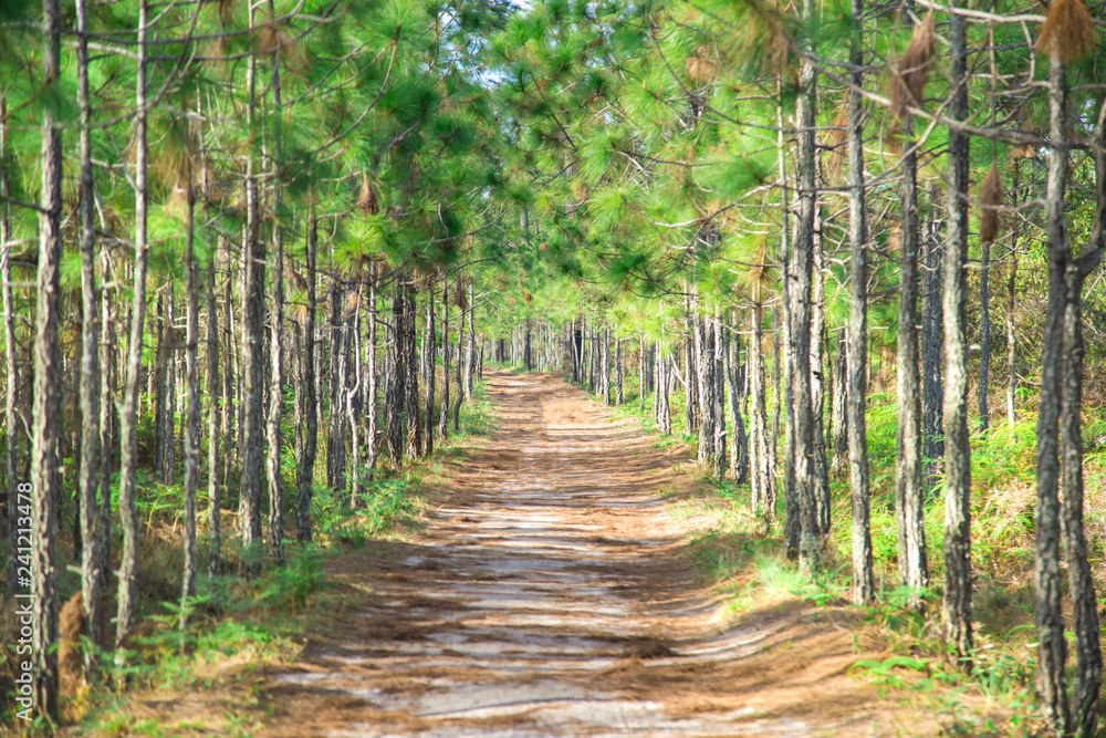 Obraz premium Krajobraz, ścieżki przyrodnicze z pięknymi zielonymi sosnami na górze Na Phukradueng w Tajlandii.