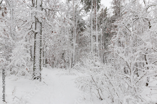 Fragment of the winter forest during a snowfall