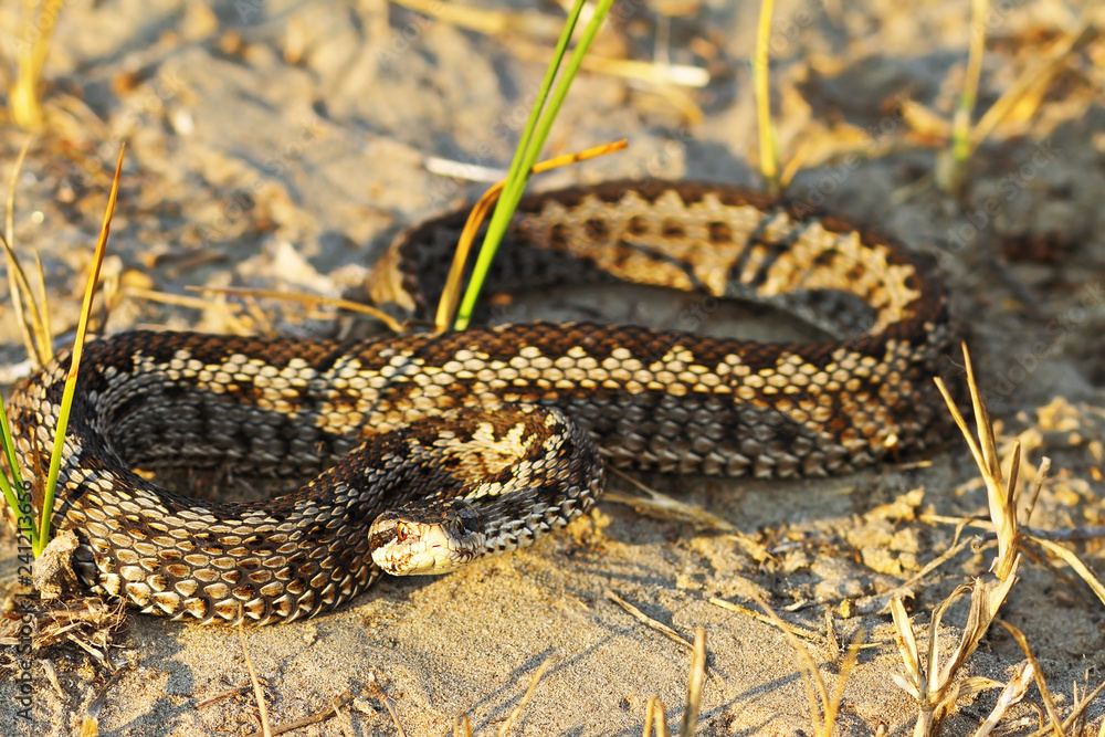 full length moldavian meadow viper full length moldavian meadow viper