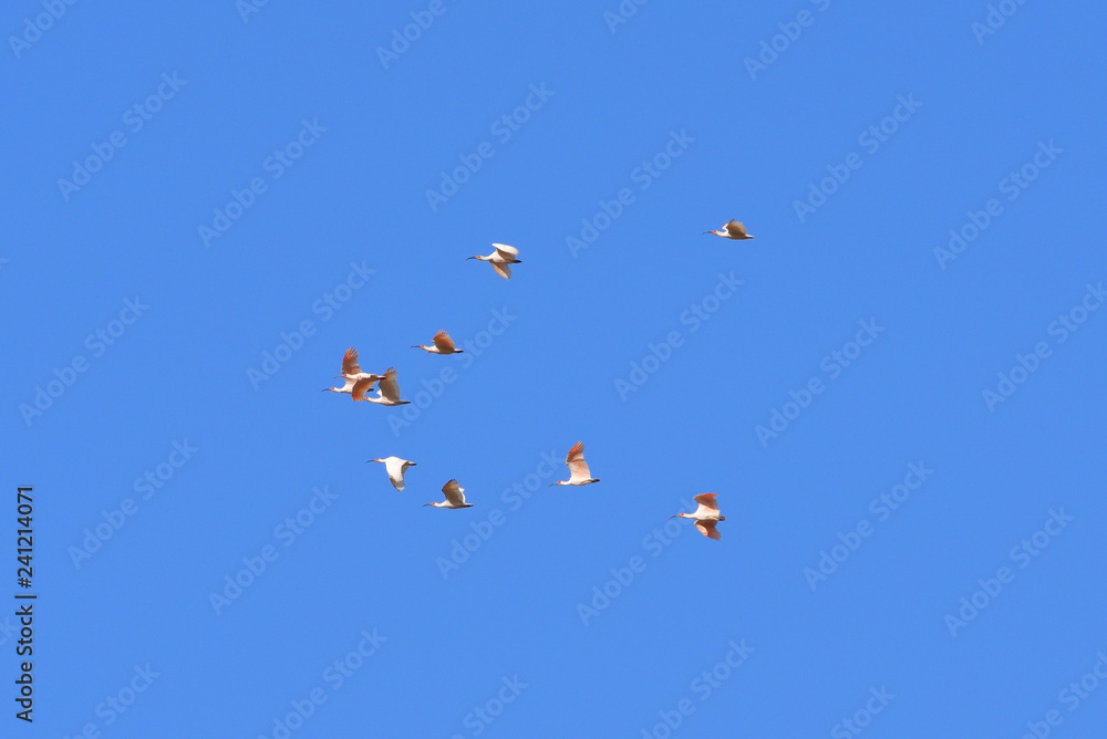 Japanese crested ibis Japanese crested ibis